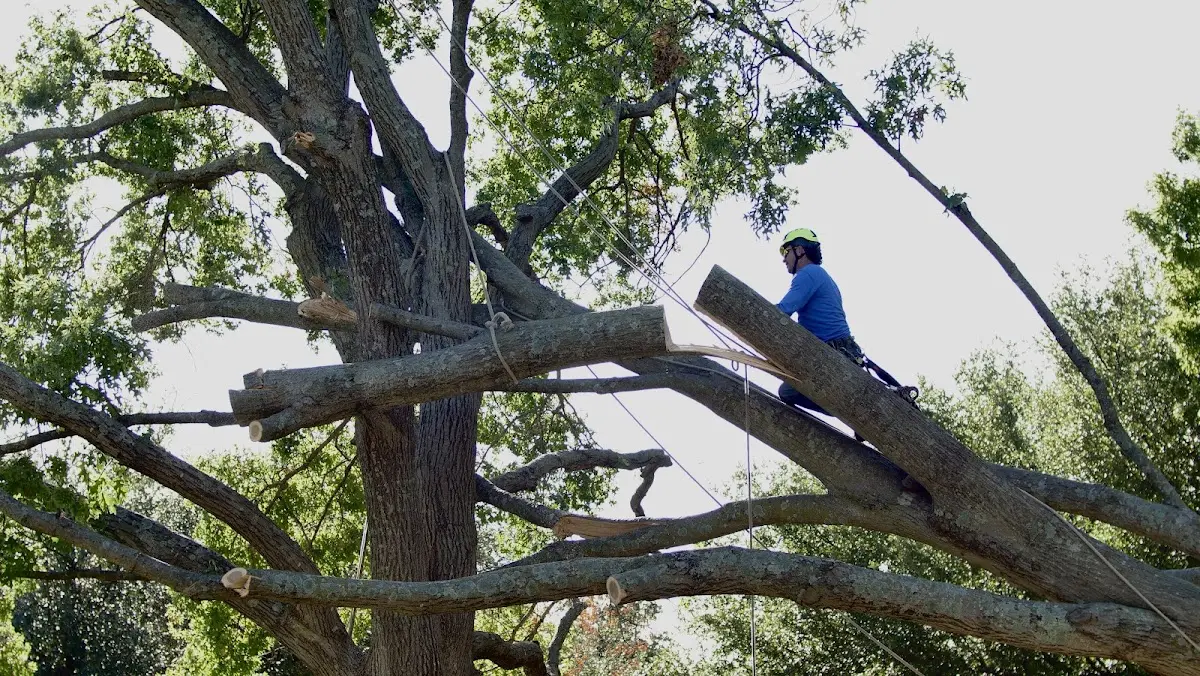 Professional Hazardous Tree Removal performed by certified arborists in Willow Spring